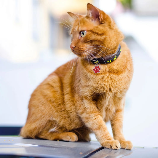 Personlig ID-bricka för hund & katt – Glittrande tassdesign